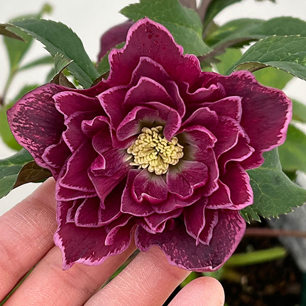 クリスマスローズ：ベルギー育種　ダブルレッドホワイトエッジ26-12／4.5号ポット【現品販売】