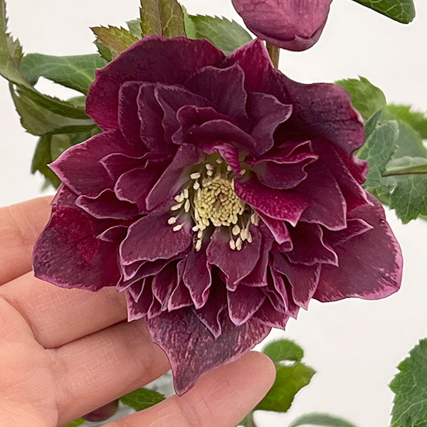 クリスマスローズ：ベルギー育種　ダブルレッドホワイトエッジ26-13／4.5号ポット【現品販売】