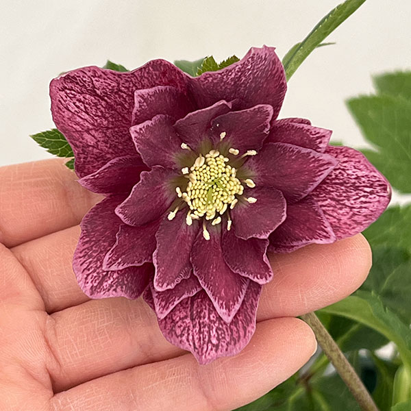 クリスマスローズ：ベルギー育種　ダブルレッドホワイトエッジ26-16／4.5号ポット【現品販売】