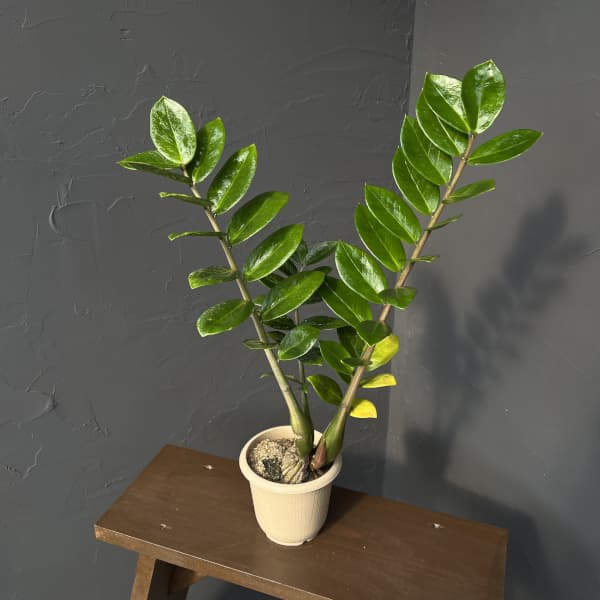 ザミオクルカス：ザミーフォリア（斑入り）　4号26-05