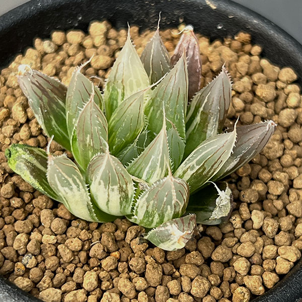 ハオルチア：ダビディ錦　2.5号鉢植え