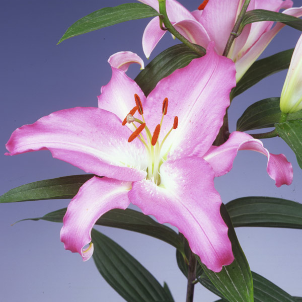 オリエンタルリリー：ピンクカサブランカ3.5号芽出しポット