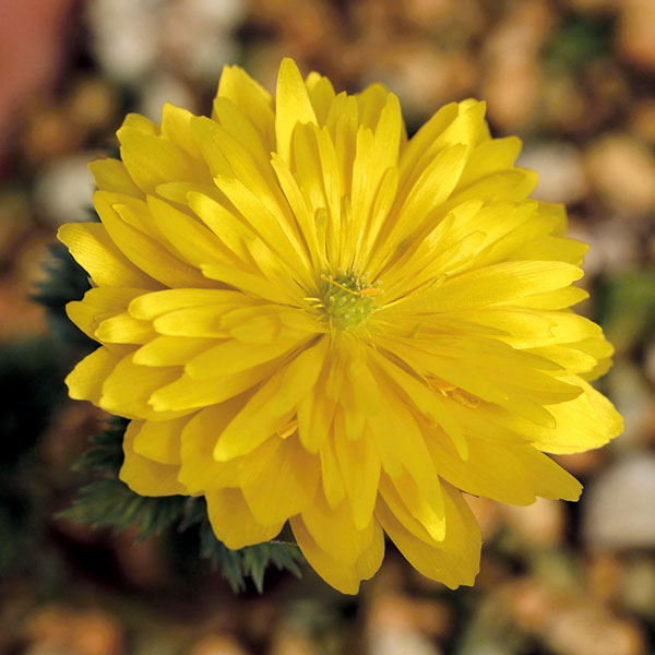 フクジュソウ(福寿草）：七変化（シチヘンゲ）実生2.5号ポット