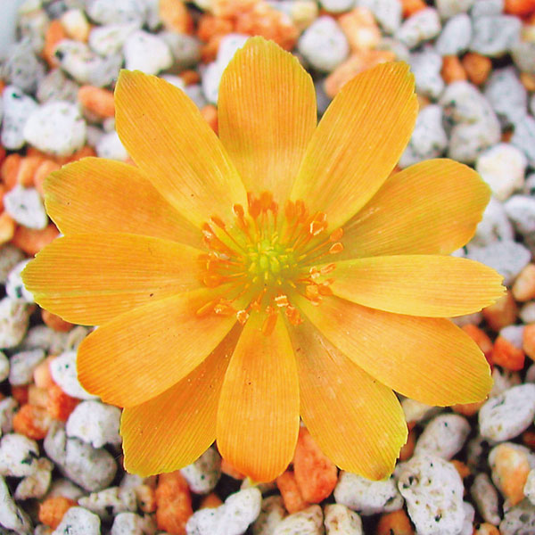 フクジュソウ(福寿草）：日之出（ヒノデ）実生2.5号ポット