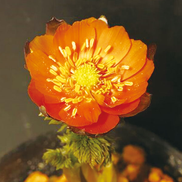 フクジュソウ(福寿草）：秩父真紅（チチブシンク）実生2.5号ポット