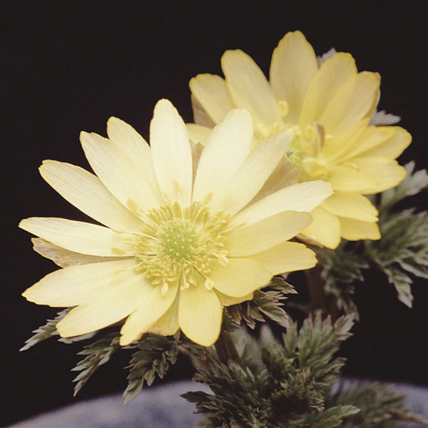 フクジュソウ(福寿草）：秩父白（チチブシロ）実生2.5号ポット