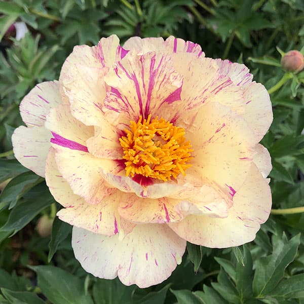 [26年2月中下旬予約]シャクヤク（インターセクショナルハイブリッド）：ロリポップ7号ポット