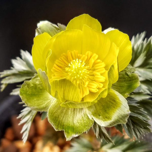 フクジュソウ(福寿草）：日南（ヒナミ）実生2.5号ポット