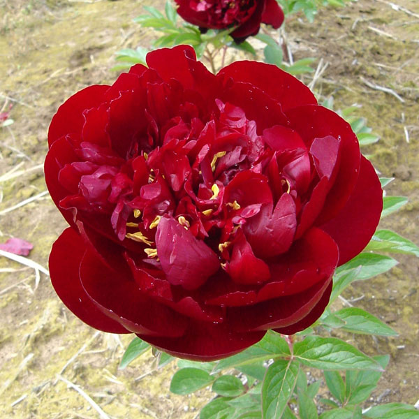 [26年2月中下旬予約]シャクヤク（芍薬）：バッキーベル6号ポット