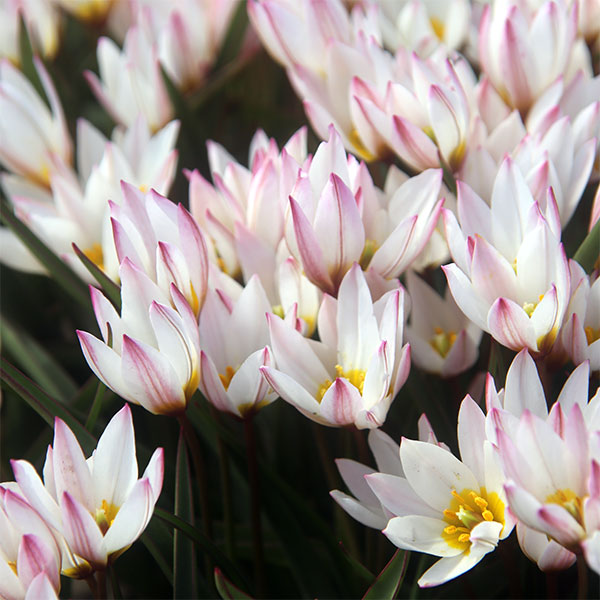 ミニチューリップ：ヒルデ9球植え6号鉢植え