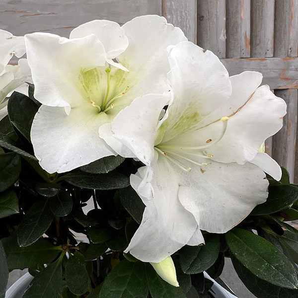 アザレア：越の淡雪4.5号鉢植え