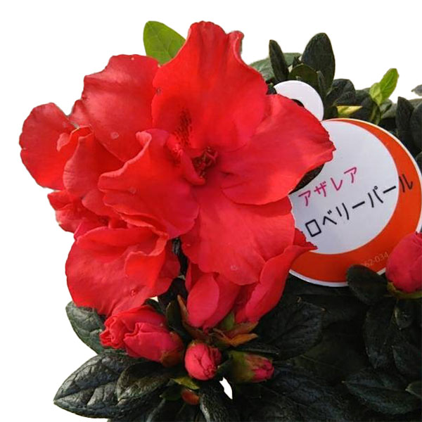 アザレア：ストロベリーパール4.5号鉢植え