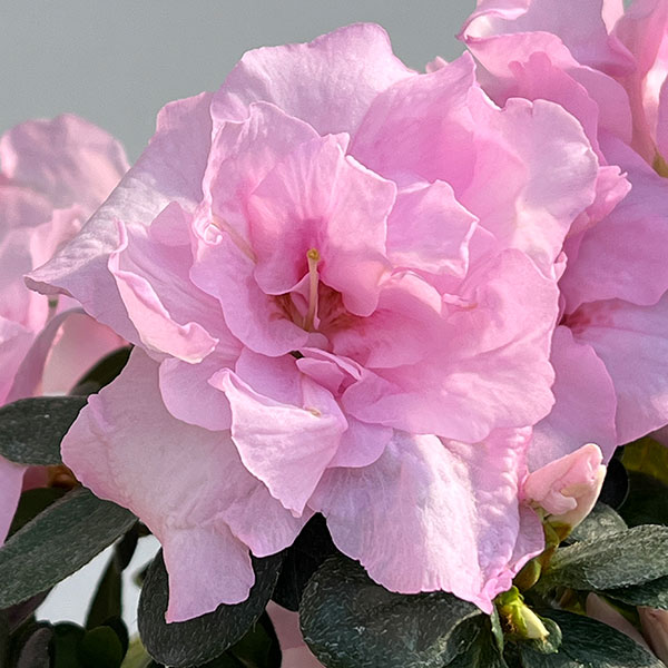 アザレア：ティラノバ4.5号鉢植え