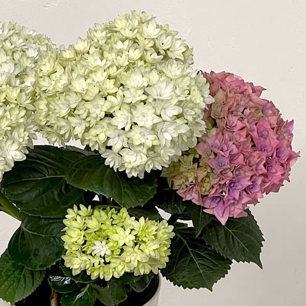 アジサイ：妖精の羽音（ヨウセイノハネ）4号鉢植え