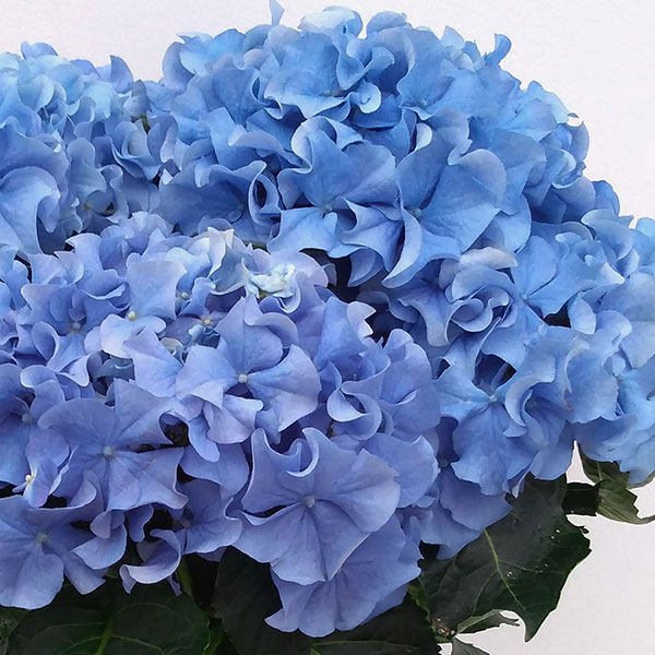 アジサイ：クレイジーテンシア4号鉢植え