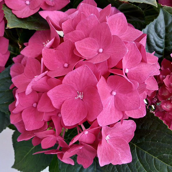 [26年4月下旬予約]アジサイ：ディープレッド4号鉢植え