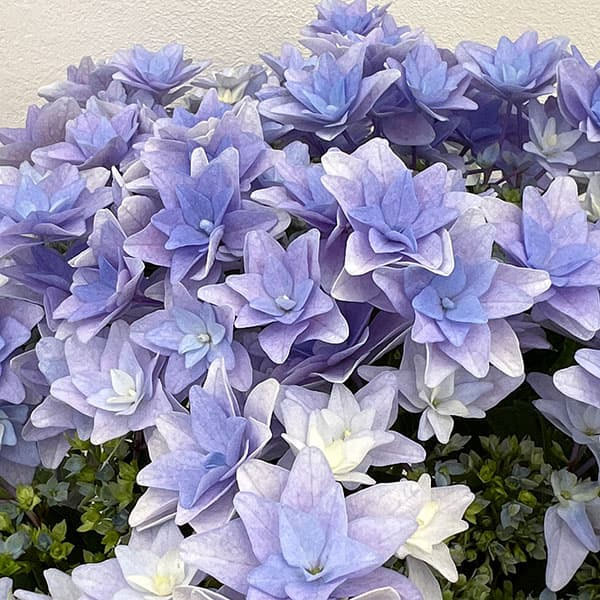 アジサイ：フローリア（ブルー）4号鉢植え