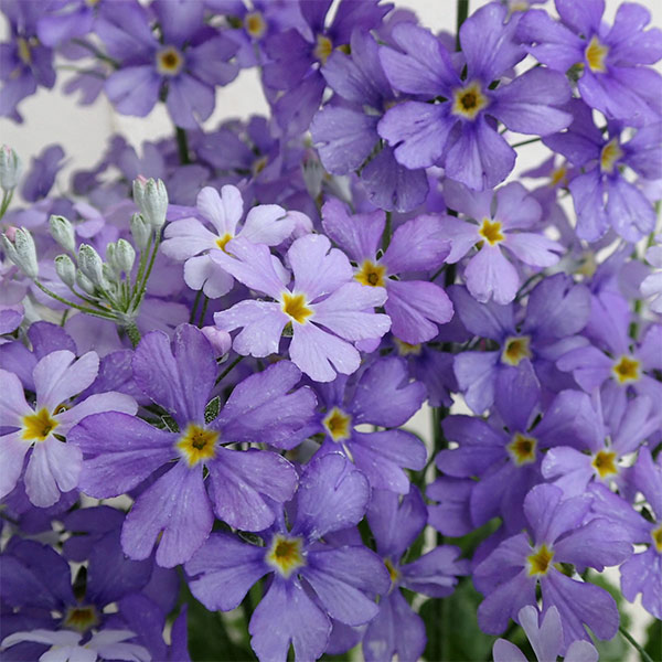 プリムラ・マラコイデス:湖畔の夢（こはんのゆめ）3.5号ポット 3個セット