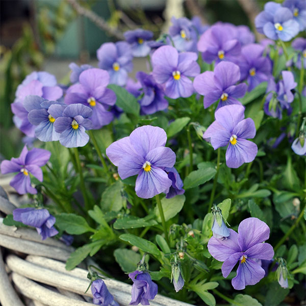 ビオラ：エムズビオラ　アズール3号ロングポット 3株セット