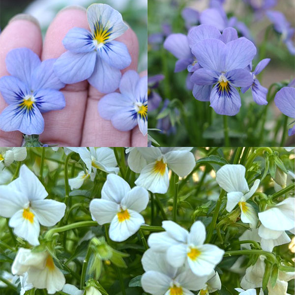 ビオラ：エムズビオラ　エフィ3号ロングポット 3株セット