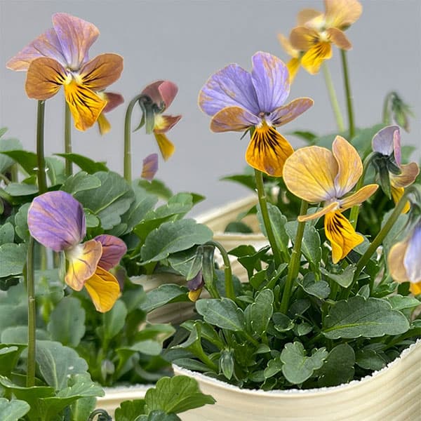 ビオラ：エムズビオラ　ガレ3号ロングポット 6株セット