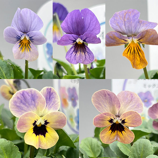 ビオラ：エムズビオラ（いろいろアソート）3号ロングポット 6株セット