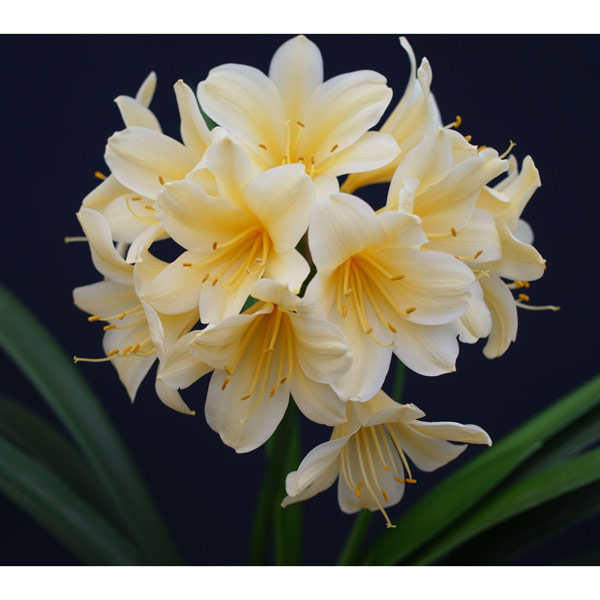 クンシラン：黄花君子蘭6号鉢植え