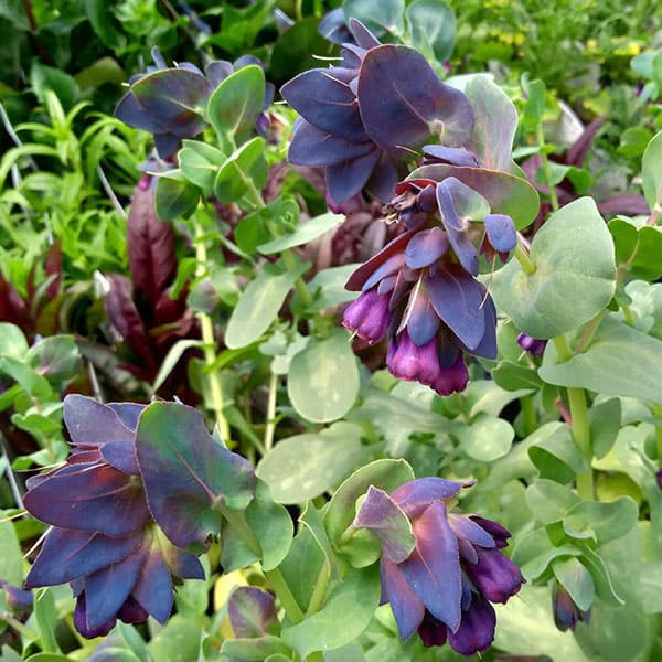 セリンセ：マヨール3号ポット