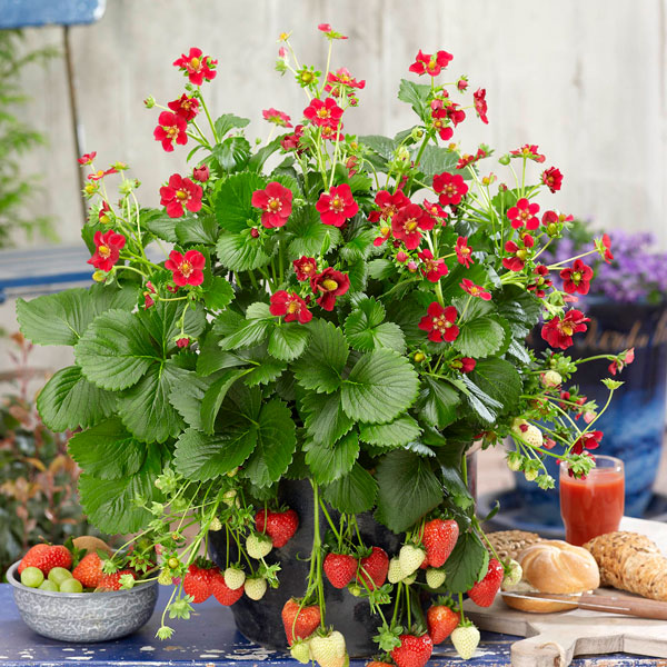 イチゴ（四季なり）：ルビーアン3号ポット*