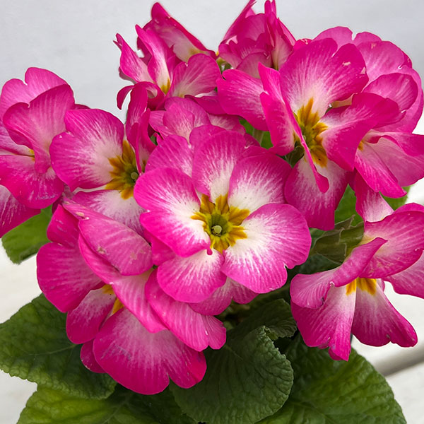 プリムラ：巨大輪・ピンク系4号ポット