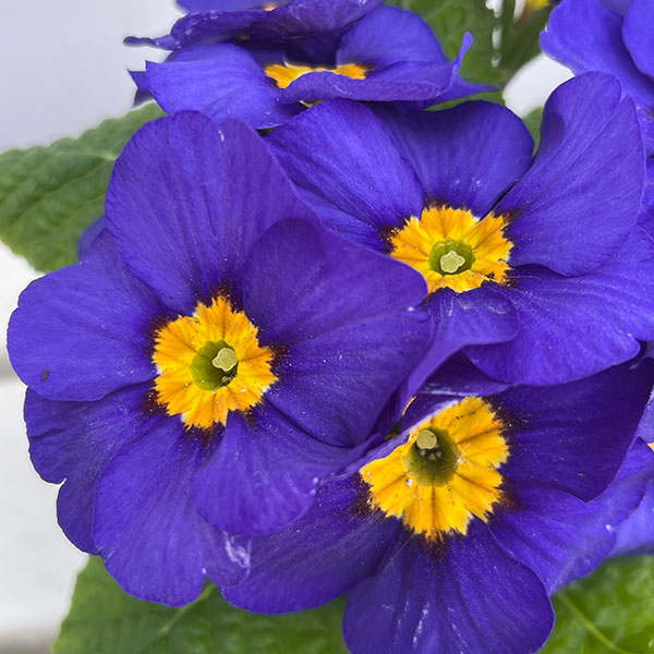 プリムラ：巨大輪・ブルー系4号ポット