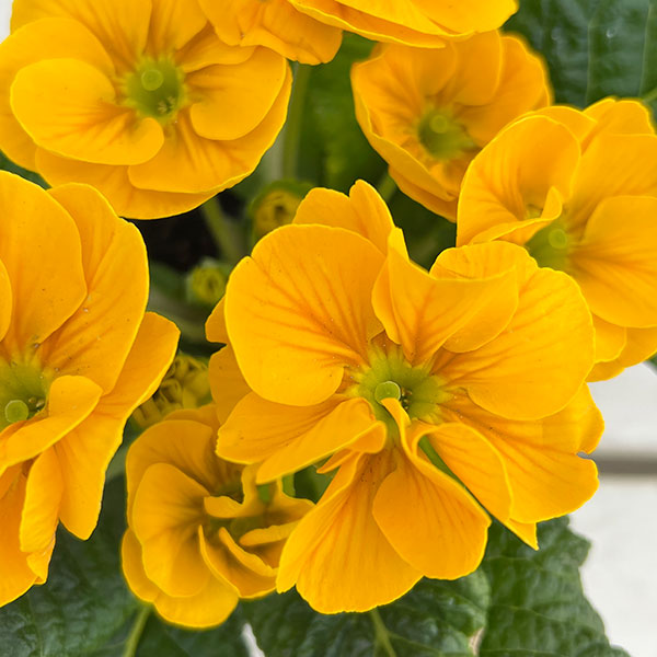 プリムラ：巨大輪・イエロー系4号ポット