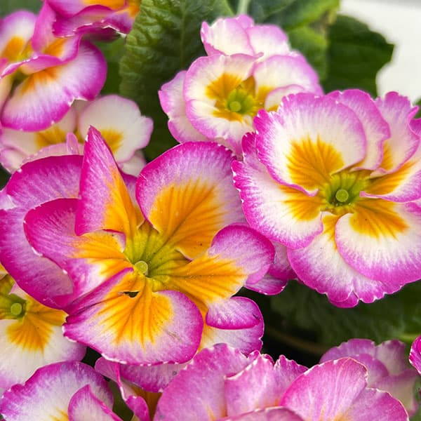 プリムラ：巨大輪・パープル系4号ポット