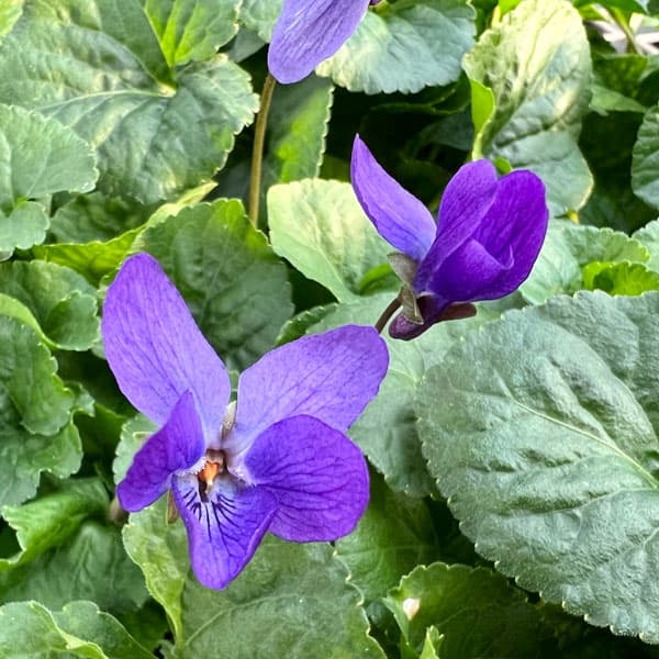 ニオイスミレ：ケーニギンシャルロッテ（青紫）3-3.5号ポット