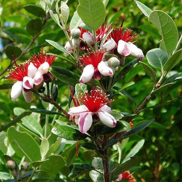 フェイジョア：パイナップルジェム4号ポット