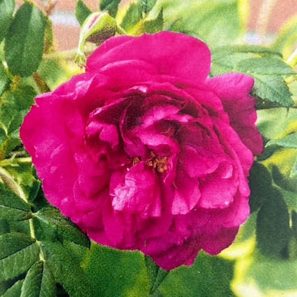 ハマナス（バラ）：＆#29611;瑰（マイカイ）4号ポット