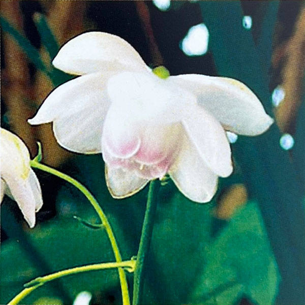 レンゲショウマ（蓮華升麻）：青軸 3.5号ポット