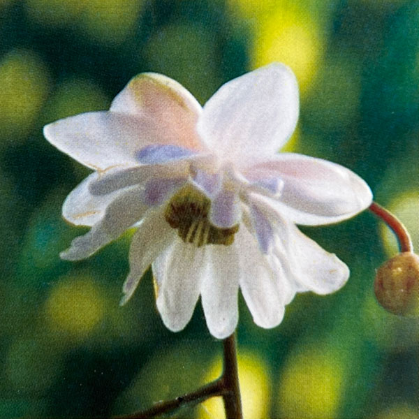 レンゲショウマ（蓮華升麻）：八重咲 3.5号ポット