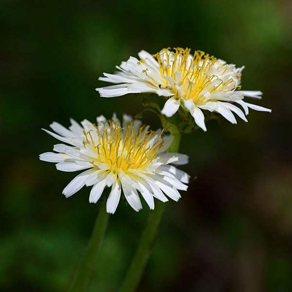 タンポポ：シロバナタンポポ 3号ポット