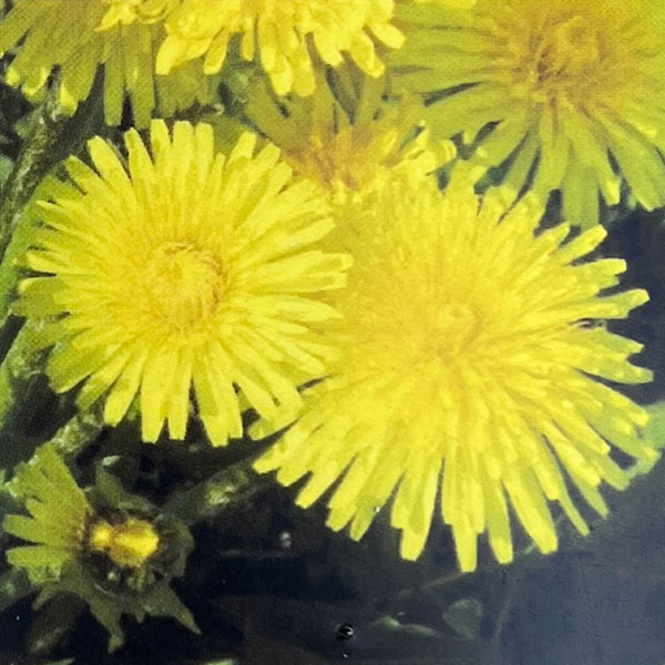 タンポポ：レモンタンポポ 3号ポット