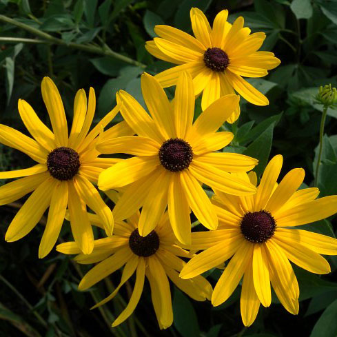 [26年2月中下旬予約]ルドベキア：サブトメントーサ3.5号ポット