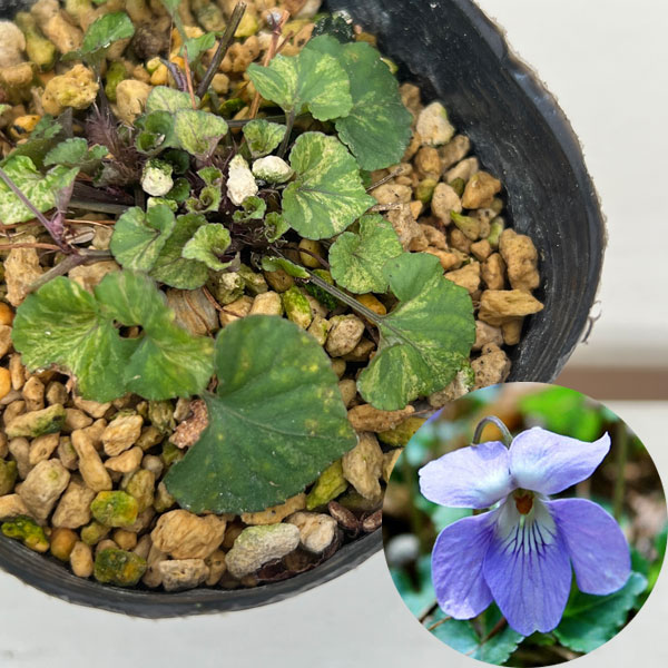 スミレ：タチツボスミレ 斑入り 3号ポット