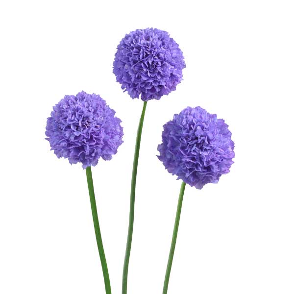 [26年3月中下旬予約]スカビオサ：ボンボンスクープ ティーベリー3-3.5号ポット