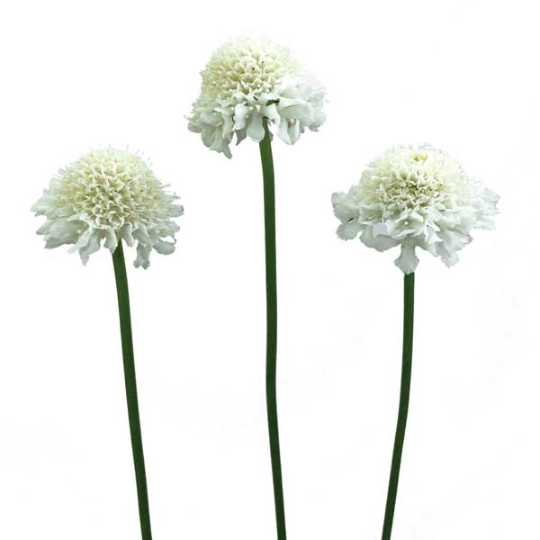 [26年3月中下旬予約]スカビオサ：スクープ ココナッツ-3.5号ポット