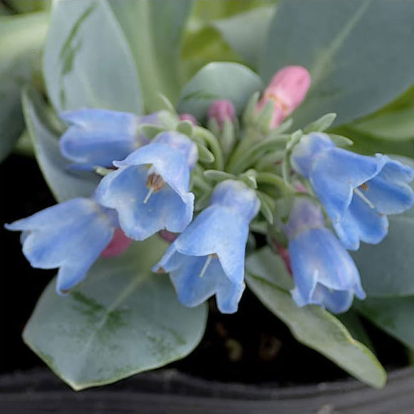 メルテンシア：マリテマ（マリティマ）3号ポット