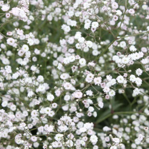 カスミソウ：八重咲き姫カスミソウ3号ポット