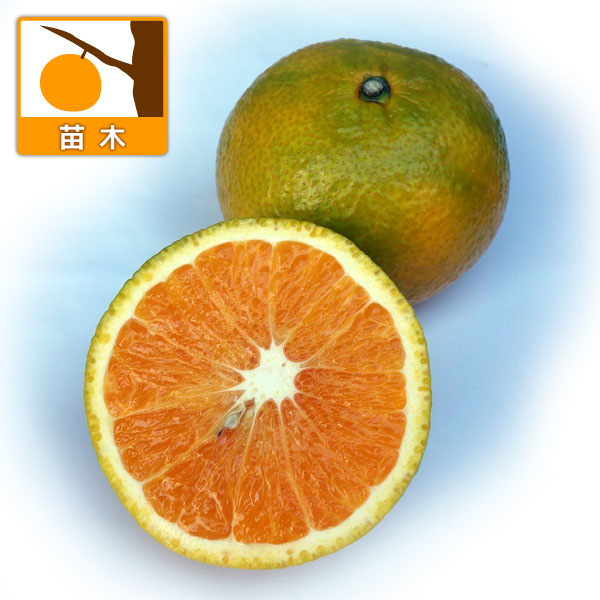 ミカン：スイートスプリング3号ポット