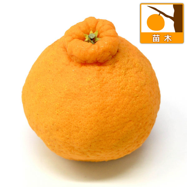 デコポン（不知火）3号ポット