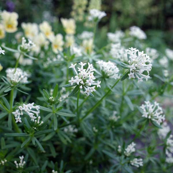 アスペルラ（タマクルマバソウ）：オリエンタリスホワイト3号ポット