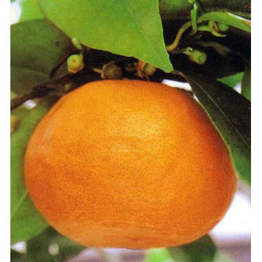 ミカン：なつみ（南津海）3号ポット